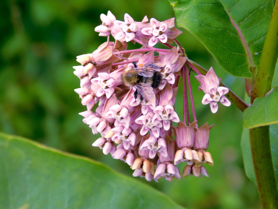 A bee pollinating milkweed